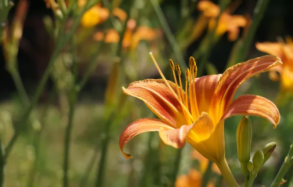 Flower, orange, plant, Lily, garden