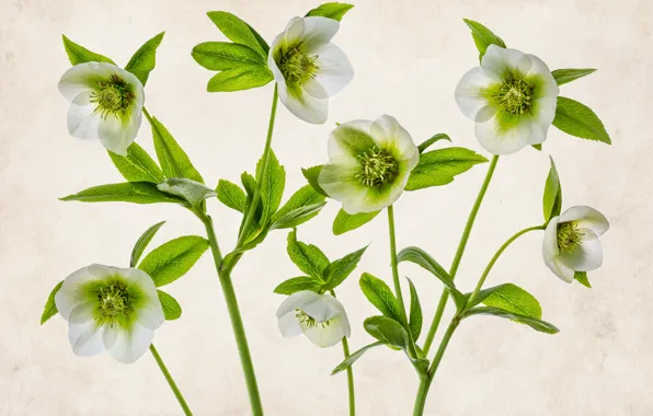 White, macro, hellebore