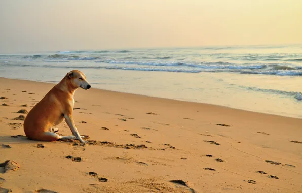 Picture sand, beach, traces, dog, the sun, sea. wave