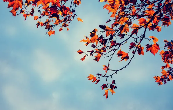 Picture autumn, the sky, leaves, branches, tree