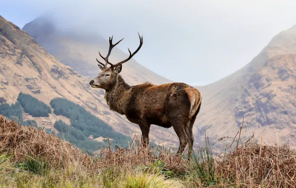 Picture grass, mountains, nature, deer