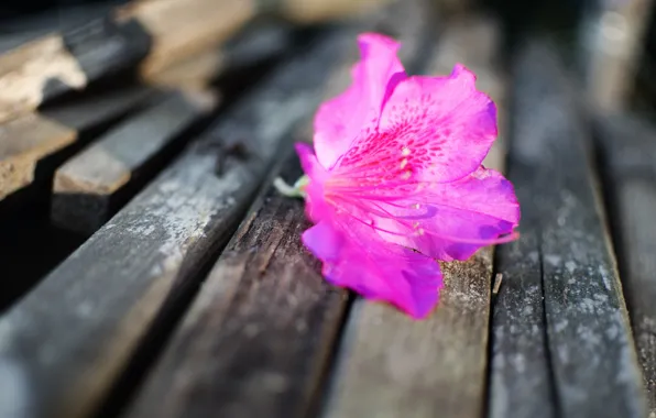 Picture flower, bench, nature