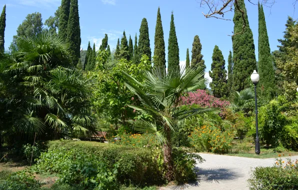 Flowers, Summer, Palm trees, Park, Abkhazia, Cypress