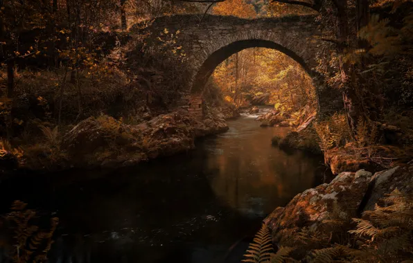 Autumn, leaves, water, light, trees, branches, bridge, reflection