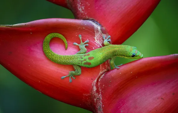 Picture flower, plant, lizard, Gecko