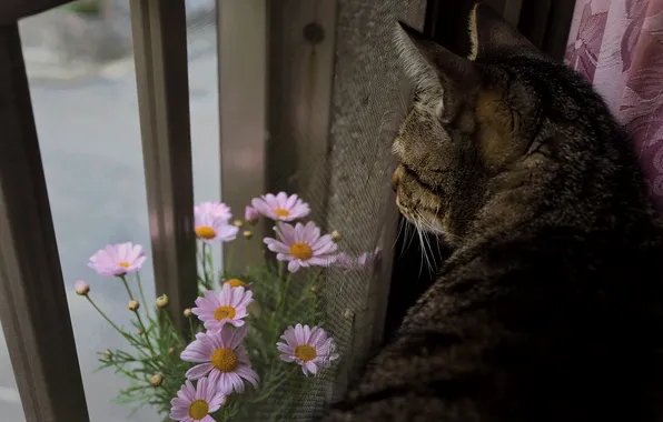 Picture cat, cat, flowers, window