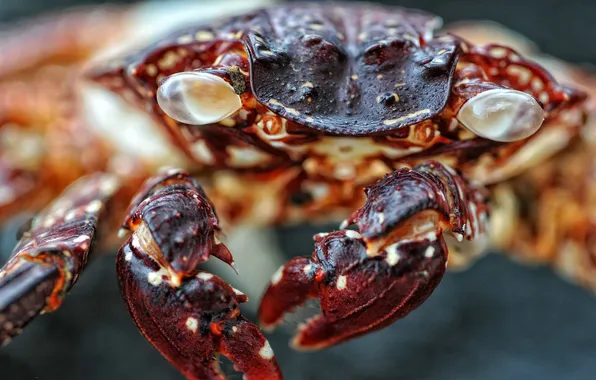 Picture eyes, crab, claw