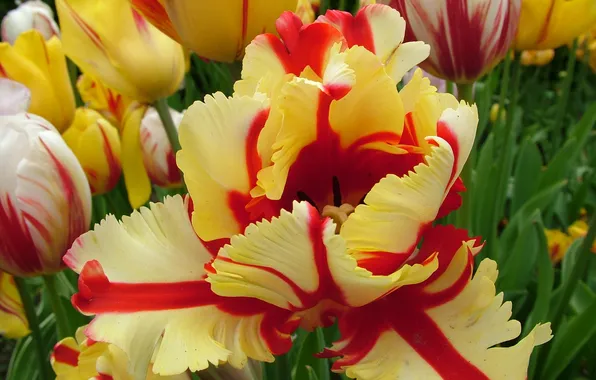 Picture Macro, tulips, motley