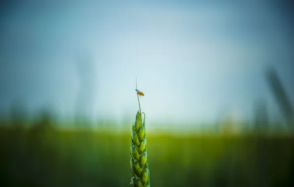 Picture wheat, field, Insect