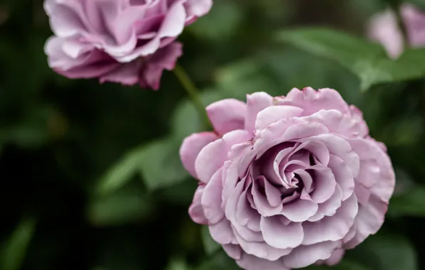 Lilac, flowers, beautiful