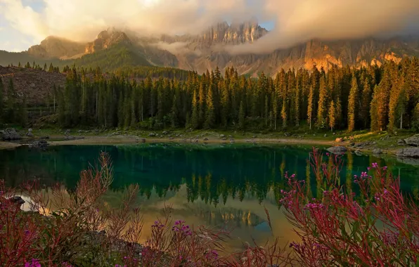 Forest, flowers, mountains, lake, shore, ate, Alps, Ivan-tea