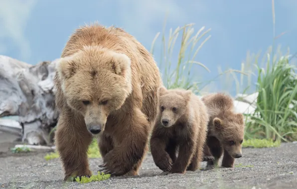 Bears, bears, bear, Grizzly