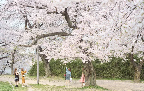 Nature, Girls, Tree, Spring, Sakura, Japan, Holiday