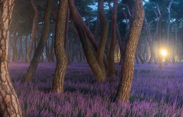 Forest, light, trees, nature, grass, South Korea