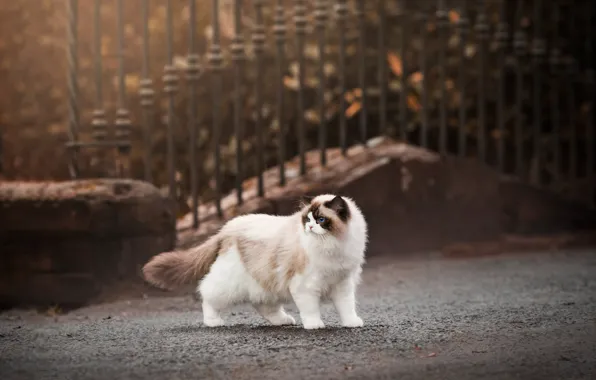 Road, cat, cat, look, stones, the fence, walk, face