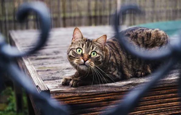 Cat, cat, look, the fence, bokeh