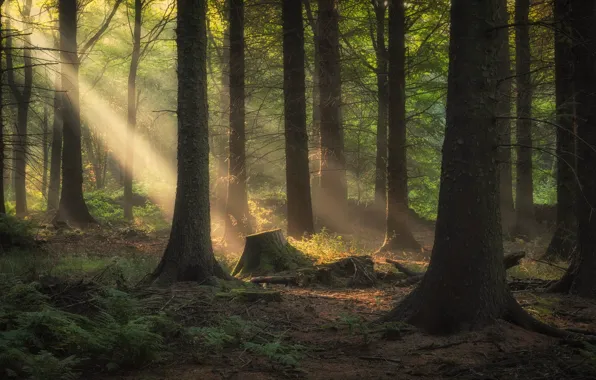 Forest, light, trees, fog, stump, morning