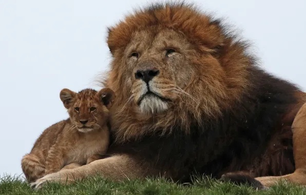 Leo, family, lion