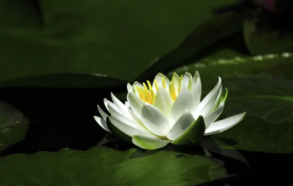 Picture flower, water, Lily, petals, Lily
