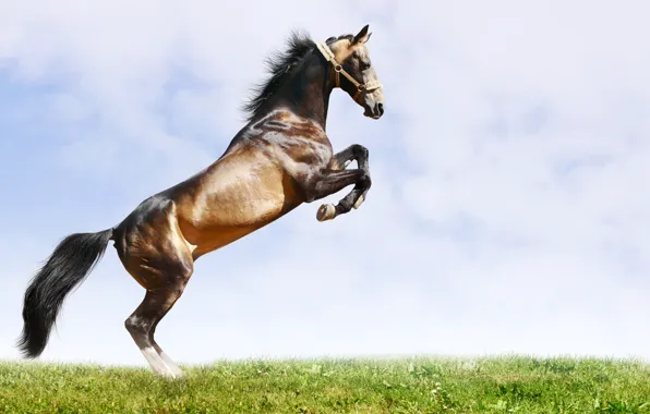 Picture BACKGROUND, GRASS, HORSE, The SKY, TAIL, MANE, MUSCLE, BUCK