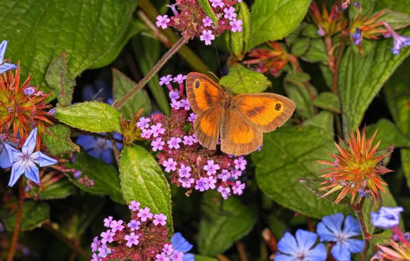 Macro, flowers, butterfly, bright