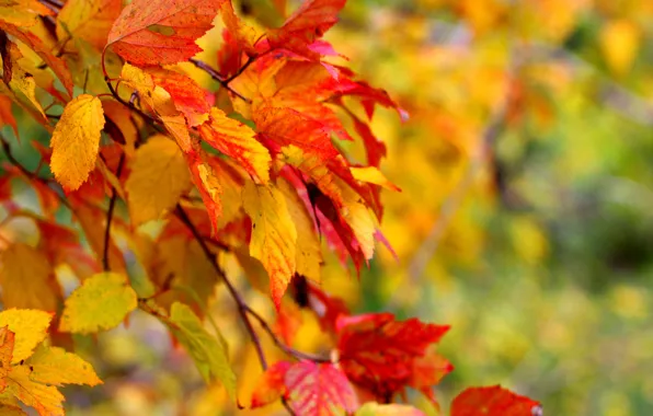 Picture leaves, macro, trees, autumn.
