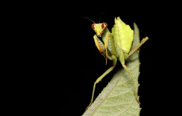 Macro, mantis, insect, black background