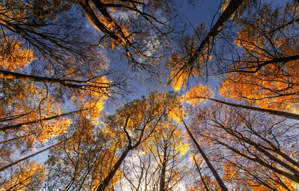 Autumn, the sky, leaves, trees