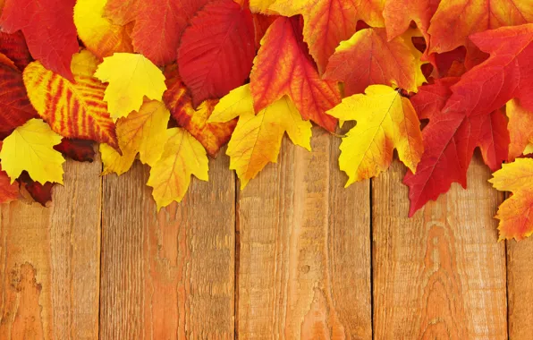 Autumn, leaves, background, Board, colorful, maple, wood, background