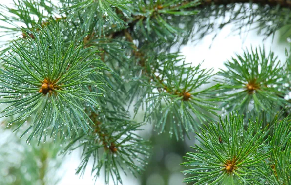 Pine, spruce, twig