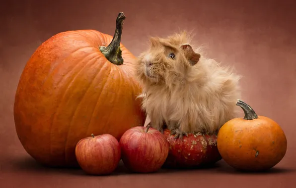 Look, pose, muzzle, Guinea pig, still life