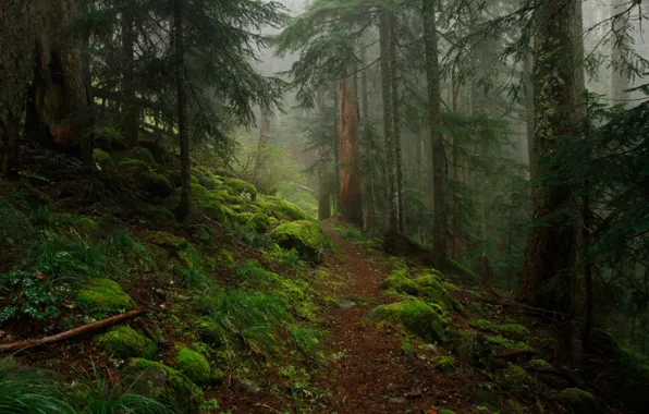 Picture forest, trees, nature, fog, stones, moss, path