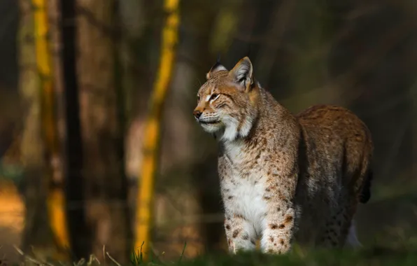 Picture forest, look, face, light, trees, nature, background, lynx