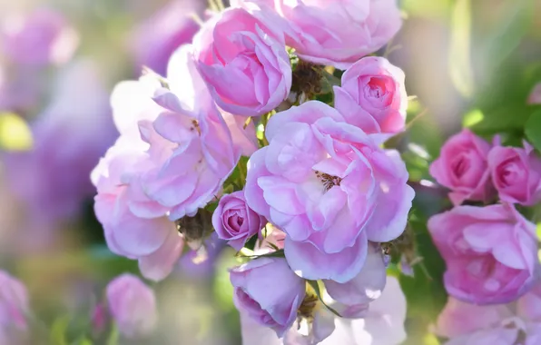 Light, flowers, roses, pink, buds, bokeh