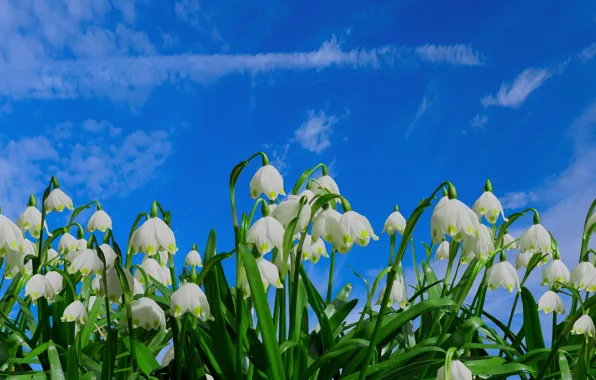 Picture greens, the sky, clouds, flowers, blue, glade, spring, snowdrops