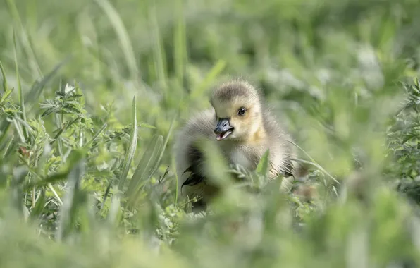 Grass, leaves, bird, glade, baby, duck, duck, chick
