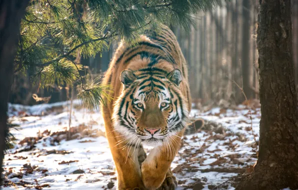 Forest, snow, trees, tiger, predator, wild cat, Andrey Grachev