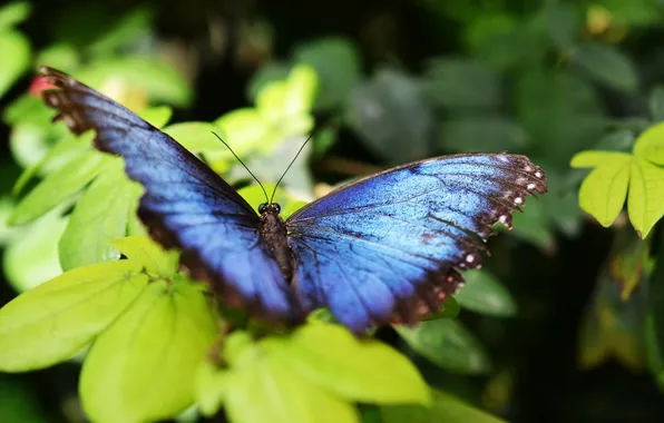 Flower, macro, butterfly, wings, beautiful, closeup