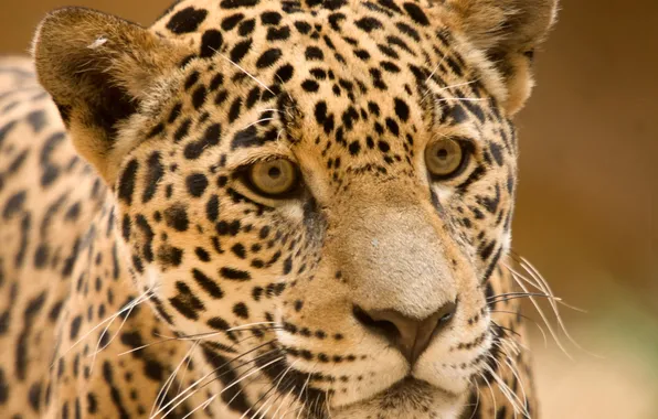 Picture cat, look, face, Jaguar