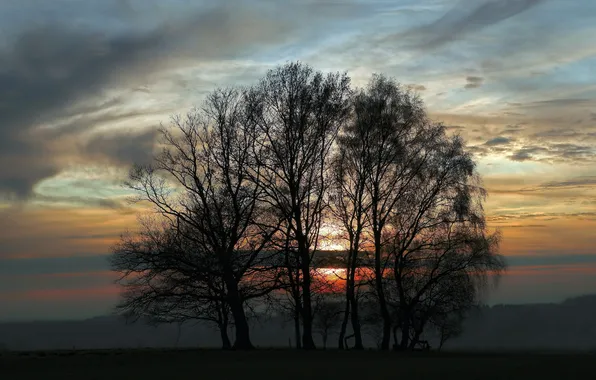 Picture the sky, trees, landscape, sunset