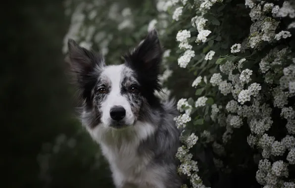 Summer, look, face, flowers, branches, nature, the dark background, Bush