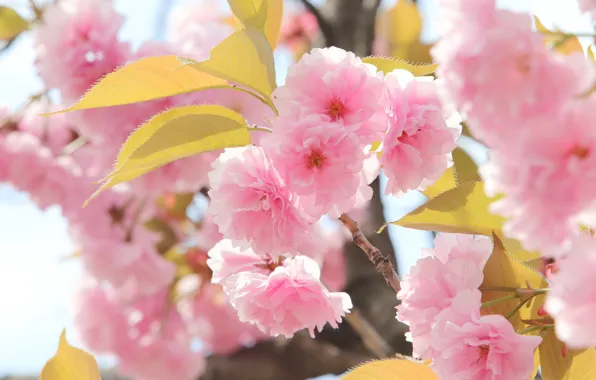 Leaves, macro, light, flowers, branches, spring, Sakura, gentle