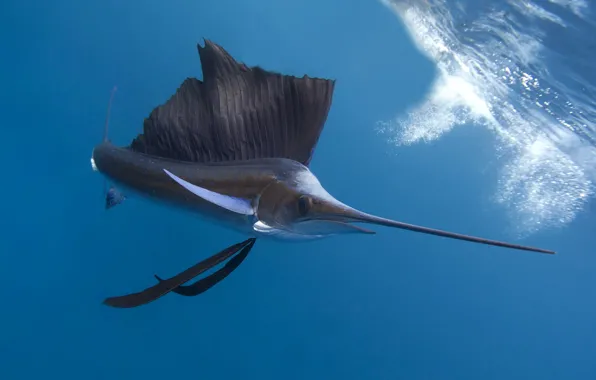 Wallpaper, Pacific Ocean, ocean, water, animal, fish, marine animal, sail