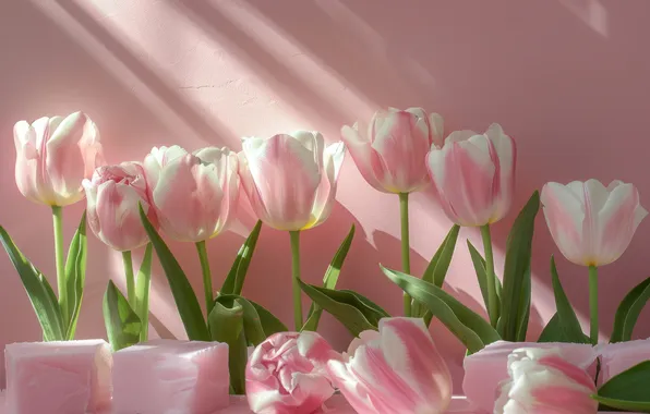 Light, flowers, glare, strip, wall, holiday, bouquet, soap