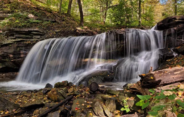 Forest, trees, nature, waterfall