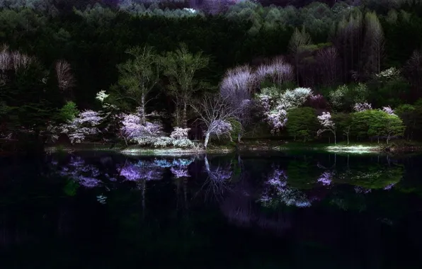 Picture forest, night, nature, lake, the darkness, spring, Japan, Sakura