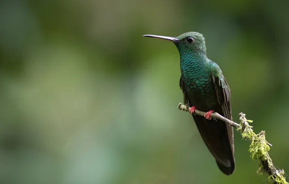 Picture background, bird, branch, Hummingbird, bird