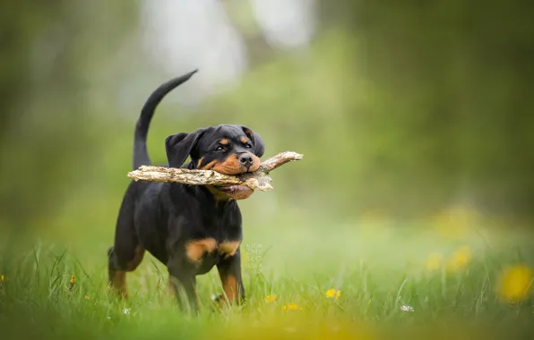 Picture dog, puppy, stick, bokeh, Rottweiler