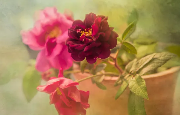 Picture bright, roses, treatment, pot, pink