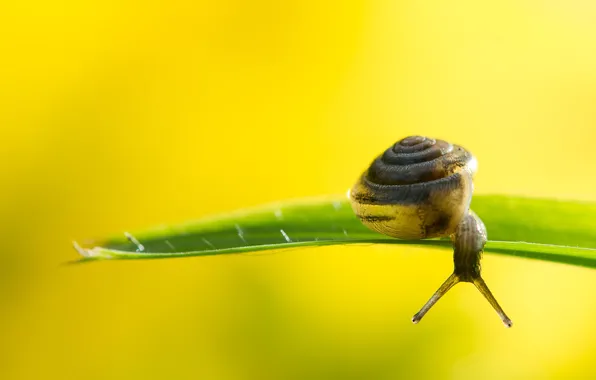 Grass, shell, snail